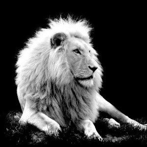 ami13131 - תמונה