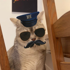 yuvalgol - תמונה