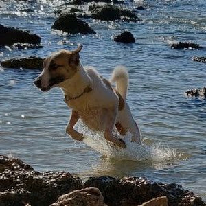 אילן - תמונה