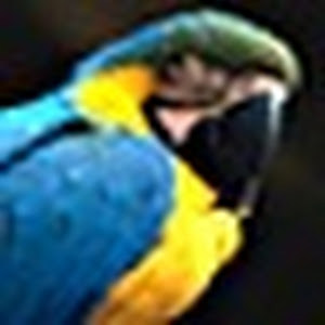 חיים - תמונה