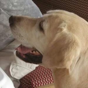 אלכסנדר - תמונה