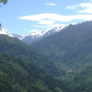 אלון - תמונה