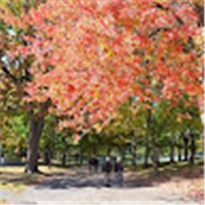 אסנת חב - תמונה