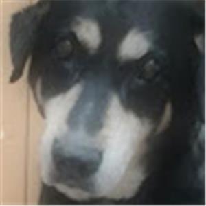 Светлана Бродецкая - תמונה