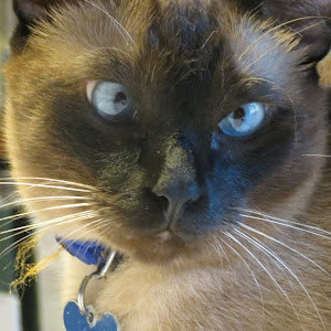 רונקה - תמונה