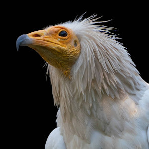 יעקב - תמונה