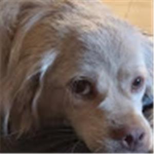 שמעון ת. - תמונה שמעון ת. - תמונה