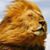 Lion - תמונה
