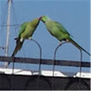 bbking - תמונה bbking - תמונה