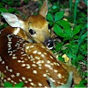 עופר - תמונה