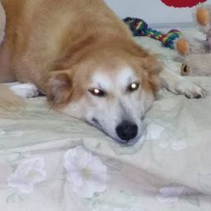 danielar - תמונה