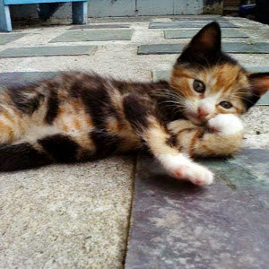 אריאל - תמונה