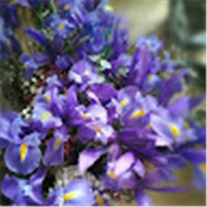 Ruth - תמונה Ruth - תמונה