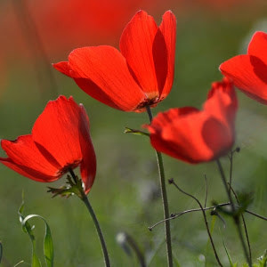 אלי רובינשטיין  - תמונה
