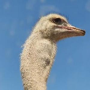 עמוס - תמונה