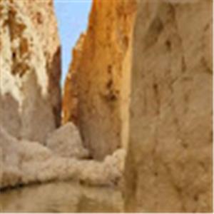 ורד - תמונה ורד - תמונה