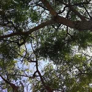 Rafaelle - תמונה