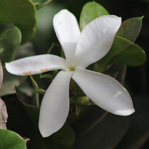 ישראל - תמונה