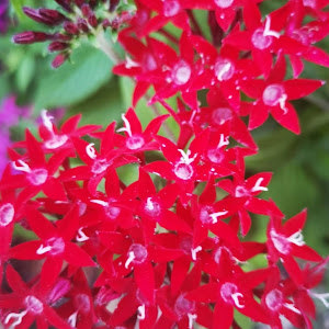 מיכל יוז - תמונה